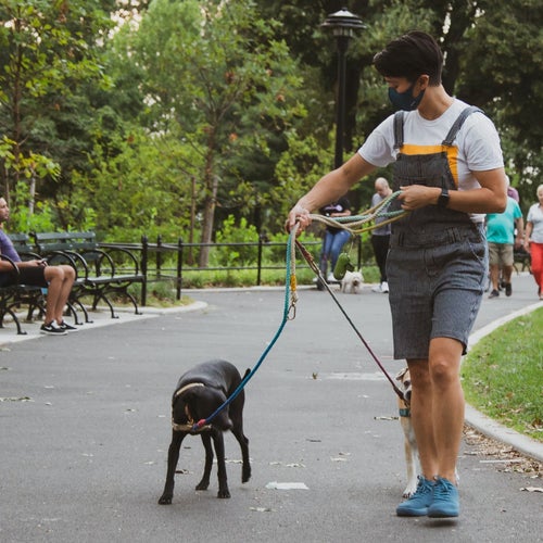 How to Write a Cover Letter For a Dog Walker: