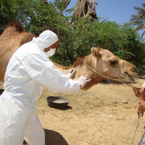 How to Write a Vet Tech Cover Letter: