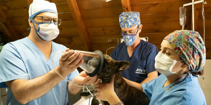 Veterinarians administering anesthesia to the dog before surgery.