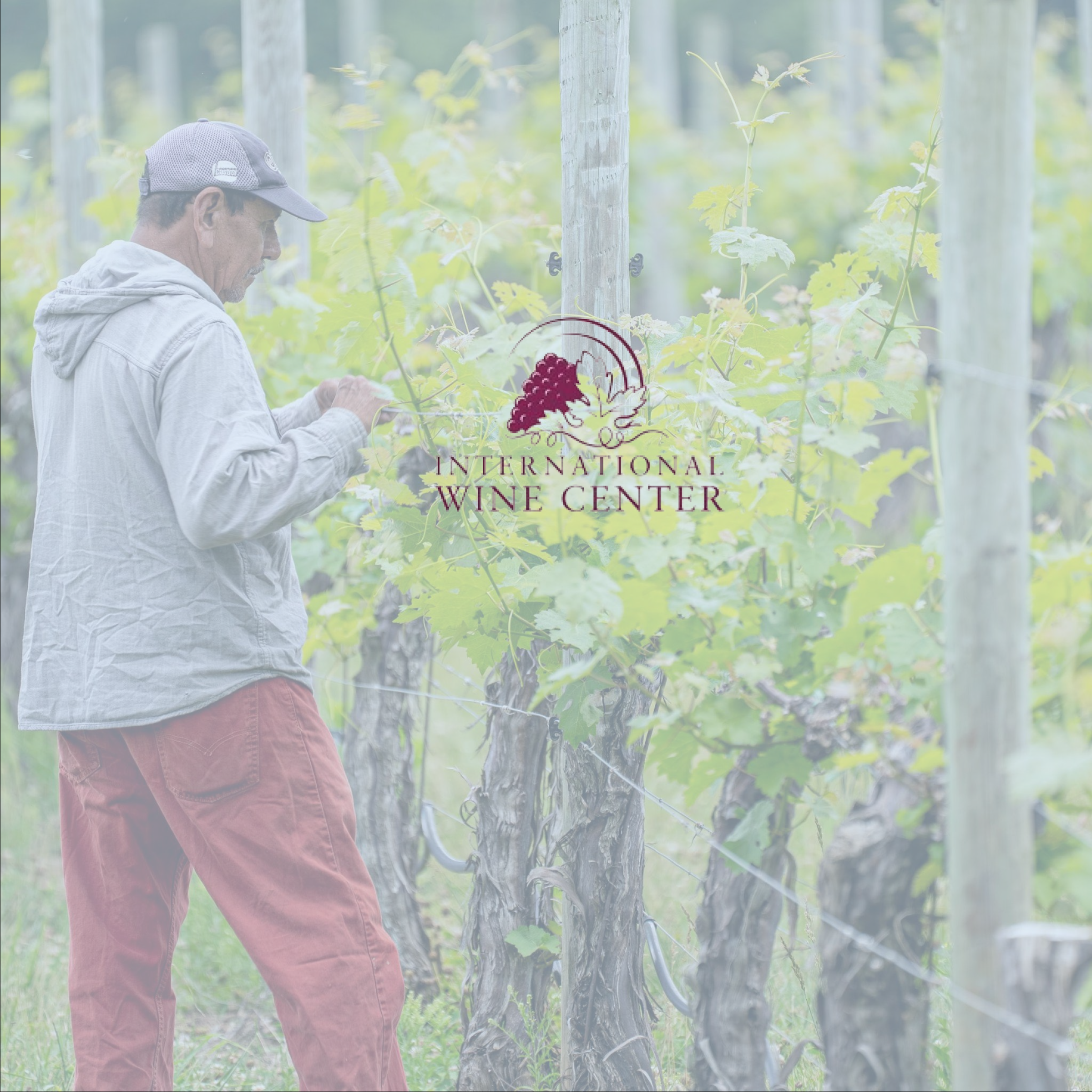 International Wine Center Job Board