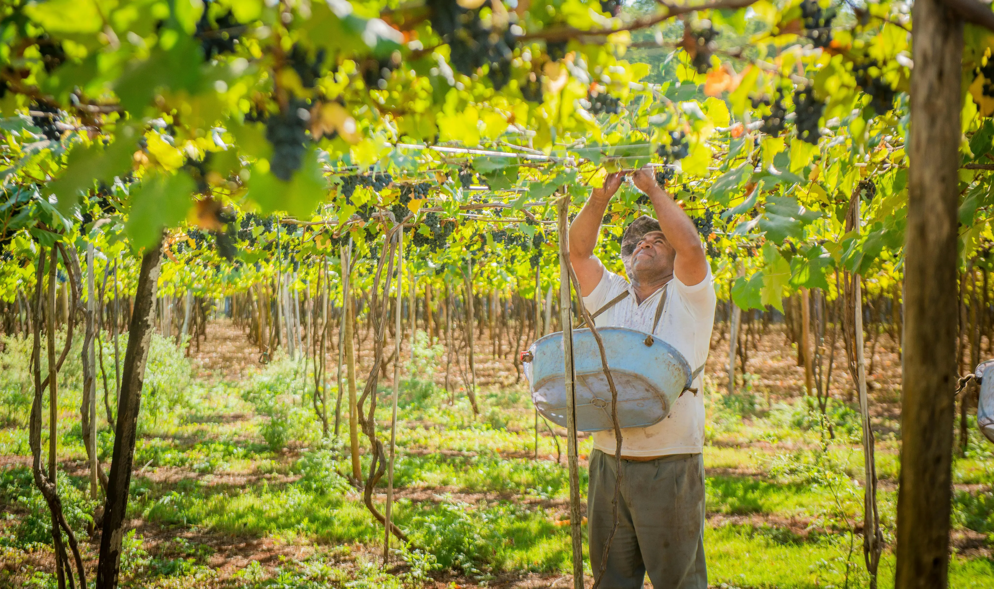 International Wine Center Job Board Review With Pricing, Alternatives, FAQs