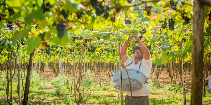 A farmer harvesting the fruits.