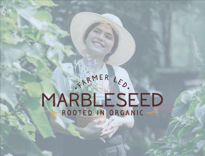 Marbleseed Job Board Review With Pricing, Alternatives, and FAQs