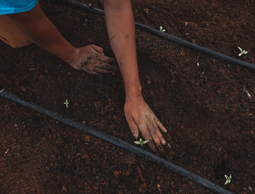 A master grower planting a cannabis seed.