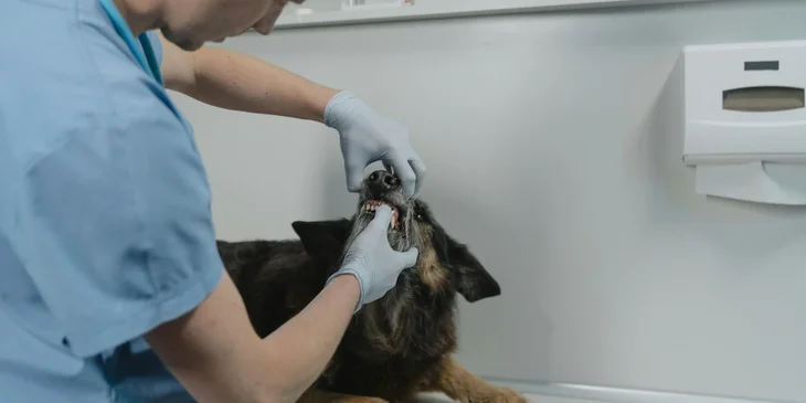 A veterinarian examining the dog's mouth.