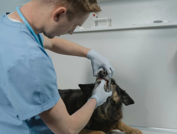 My Veterinary Job Board Review With Pricing, Alternatives, and FAQs