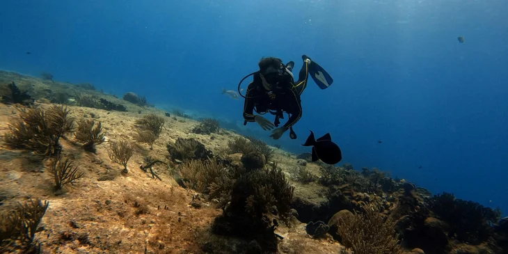 An oceanographer diving into the ocean to collect samples for study.