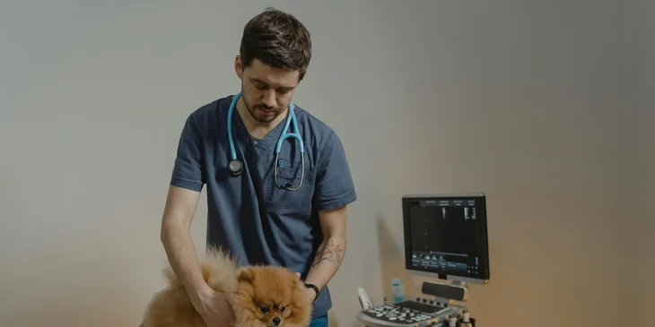 A veterinarian examining a dog.