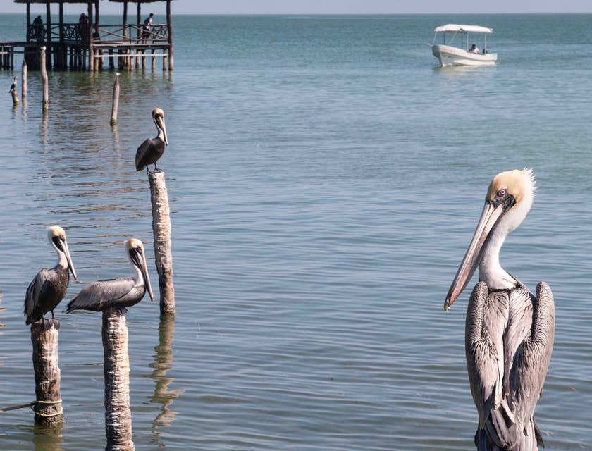 Vista del mar, pelicanos y un muelle en Isla Aguada, Campeche.