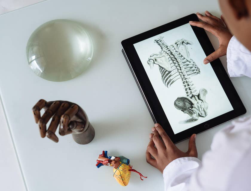 Physician looking at a diagram of the human skeletal system.