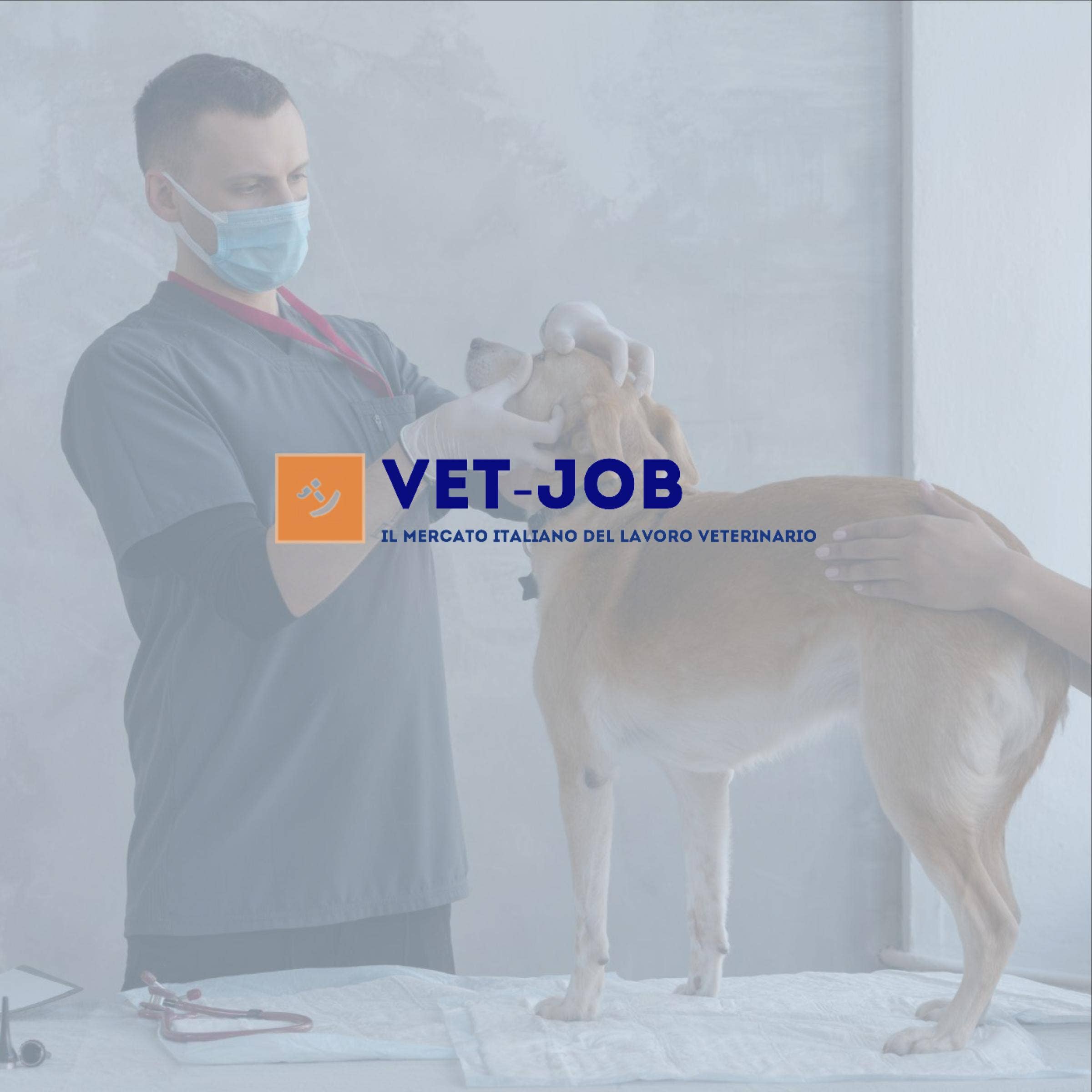 Recensione di VET-JOB con prezzi, alternative e FAQs