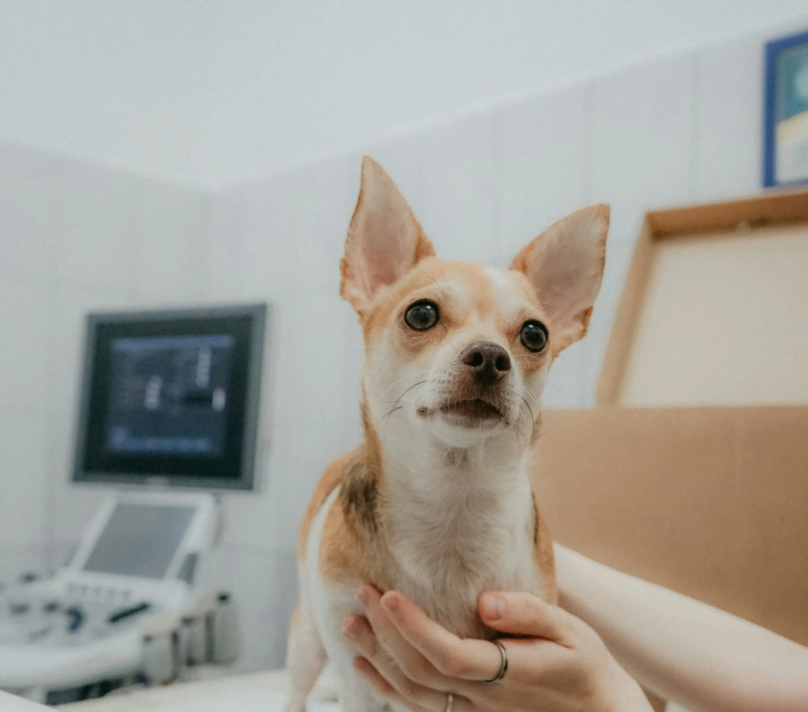 Vet Times Jobs Review With Pricing, Alternatives, and FAQs