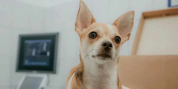 A dog in a veterinary clinic.