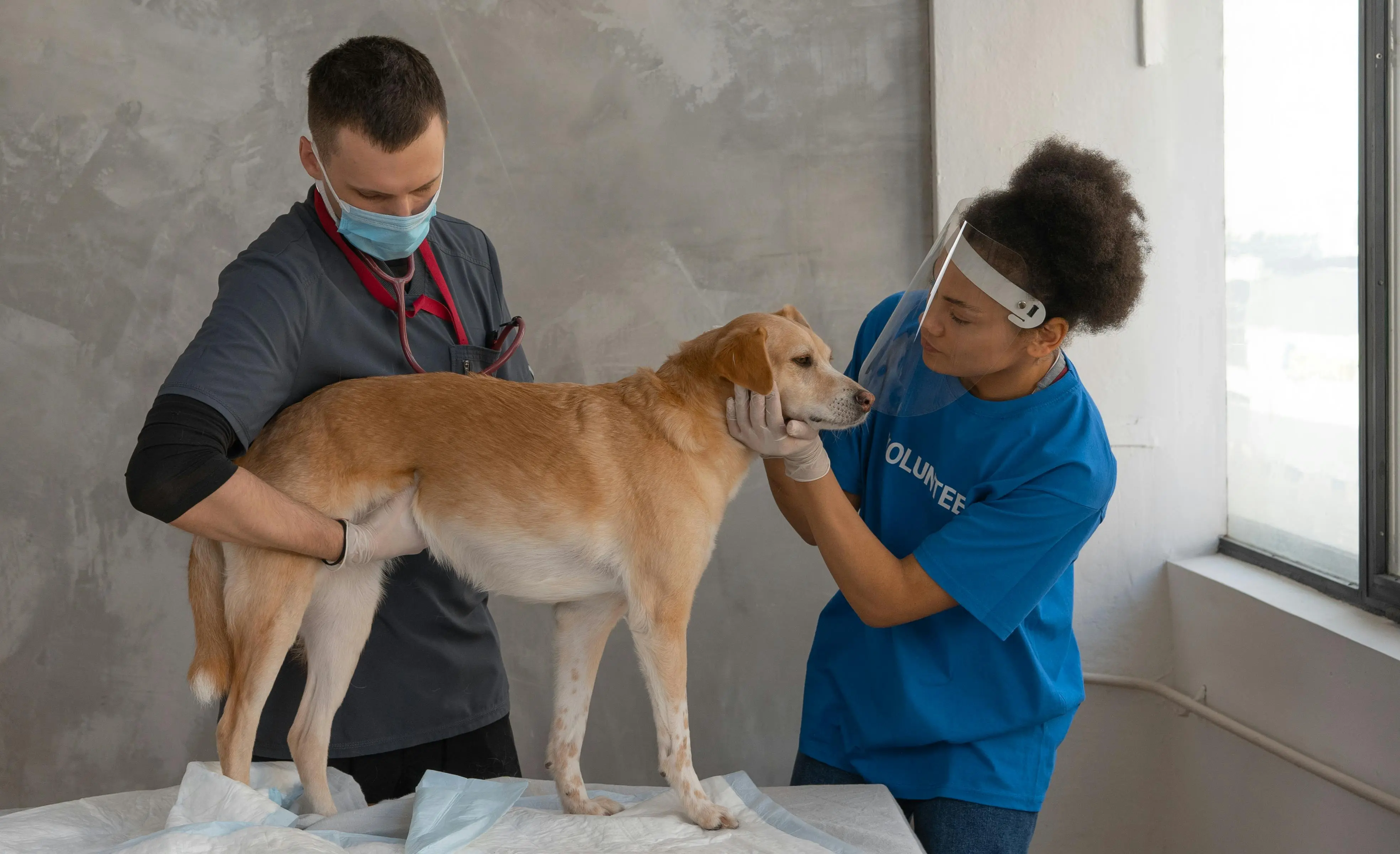 VetClick Review With Pricing, Alternatives, and FAQs