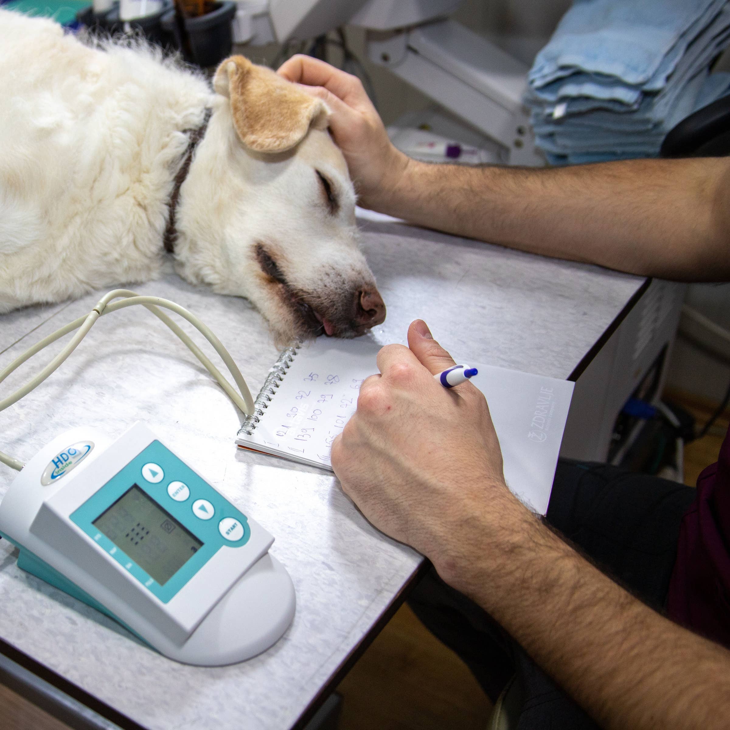 Veterinary Job Boards