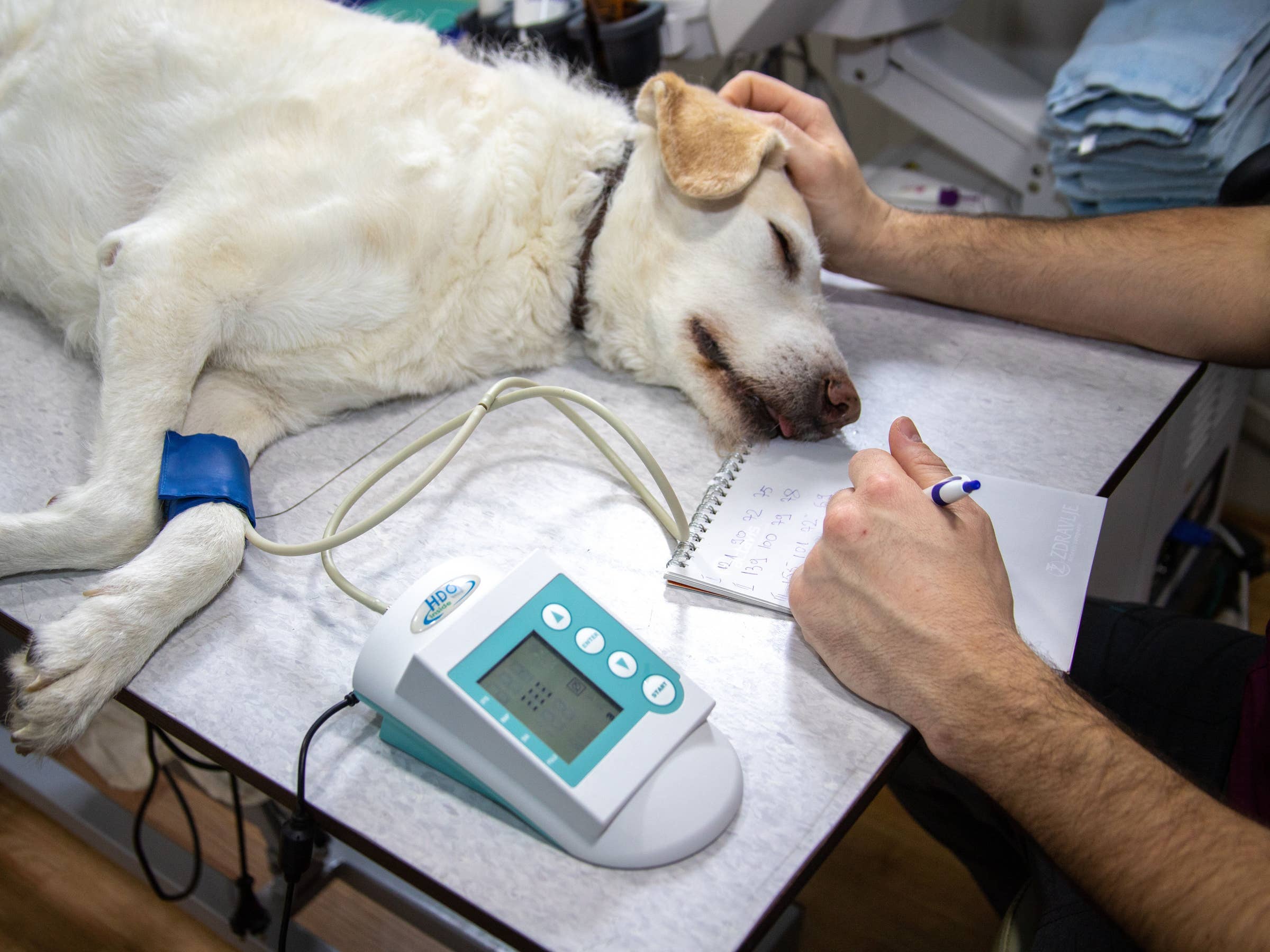 veterinary jobs near me indeed