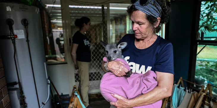 A veterinary nurse holding a wallaby wrapped in a pink blanket.