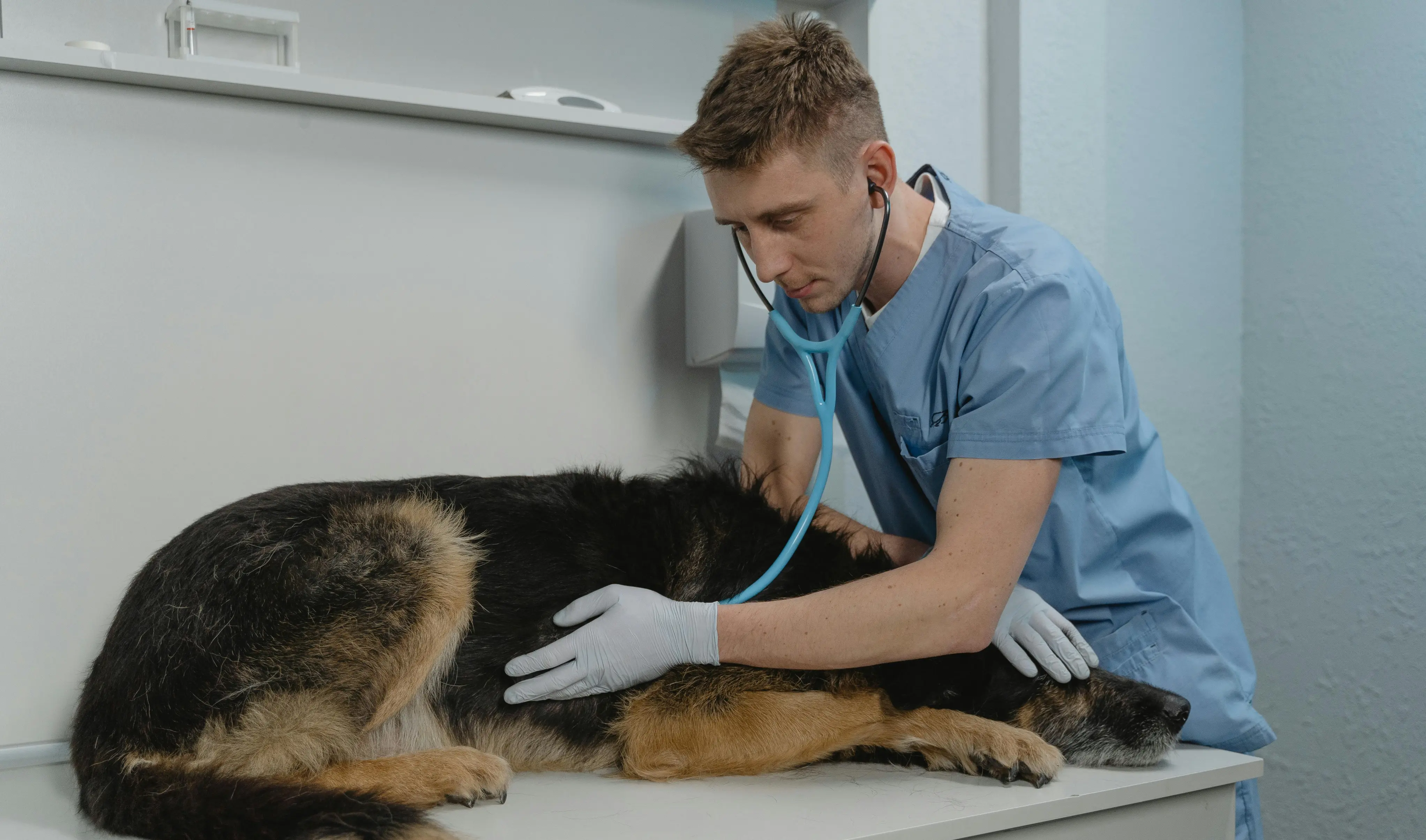 Vetjobs Canada Review With Alternatives and FAQs