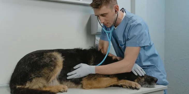 A veterinarian examining a dog.
