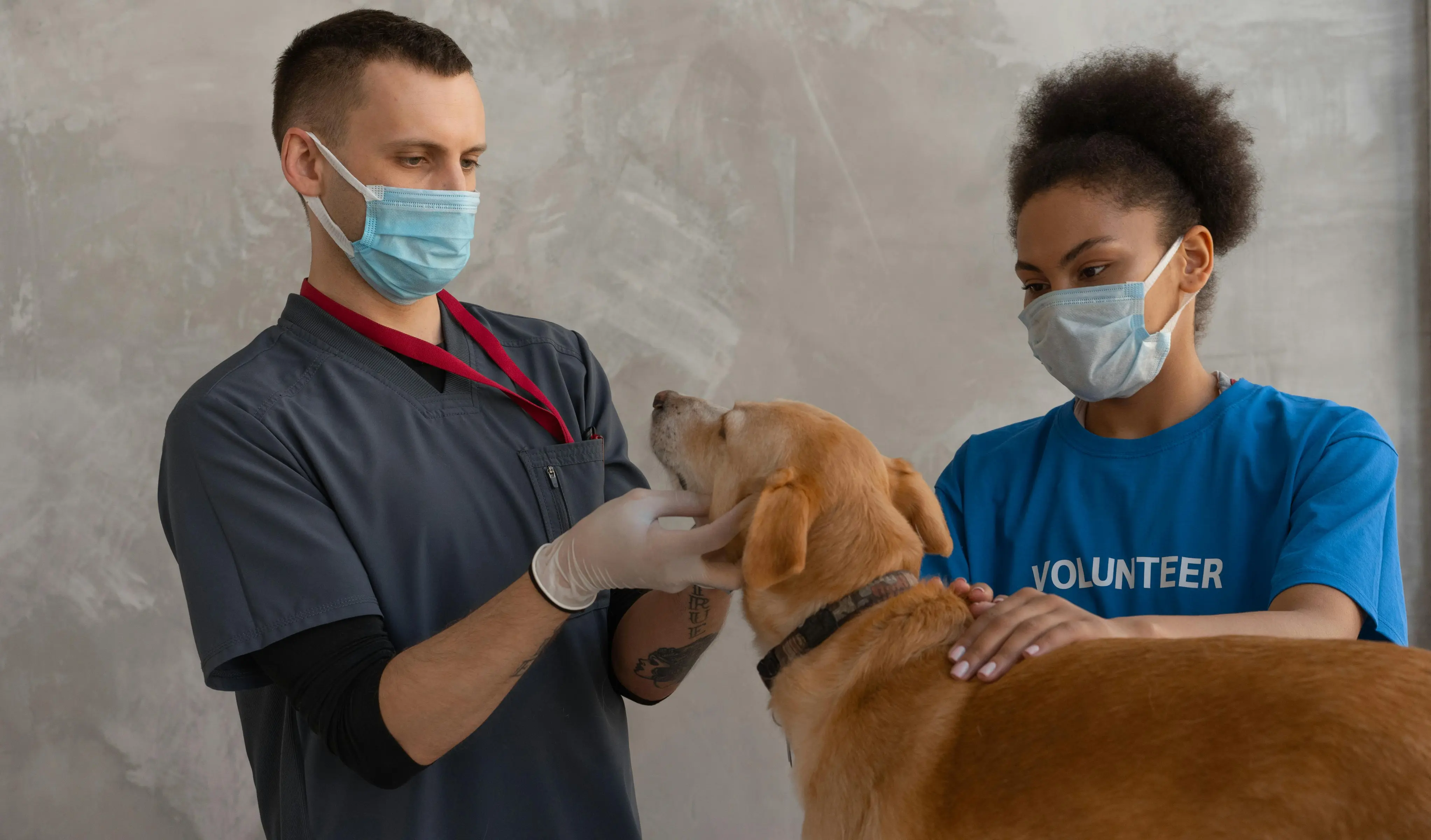 VetMed Careers Review With Pricing, Alternatives, and FAQs
