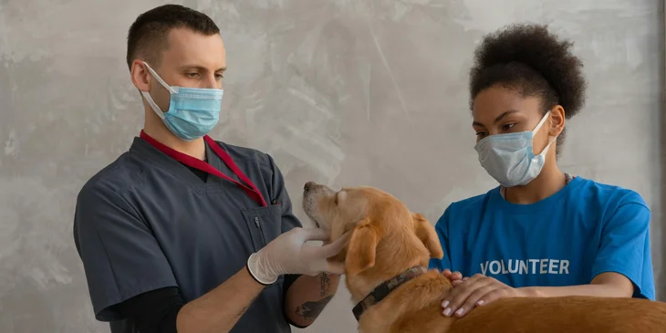 A dog having a checkup on a veterinary clinic.