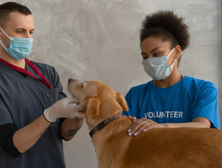 VetMed Careers Review With Pricing, Alternatives, and FAQs
