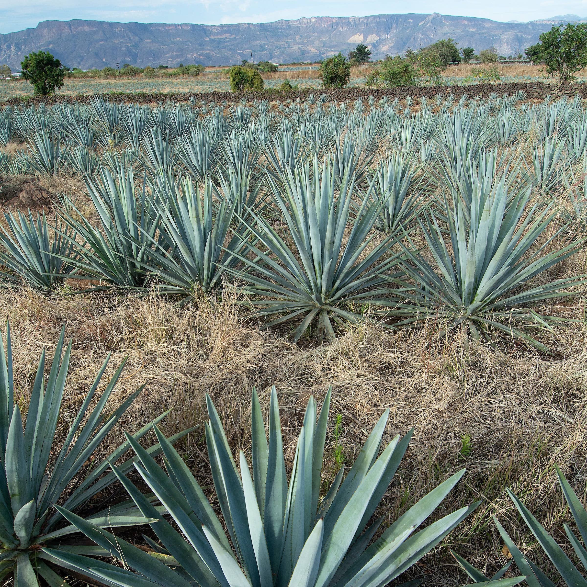 Las mejores bolsas de trabajo en Jalisco
