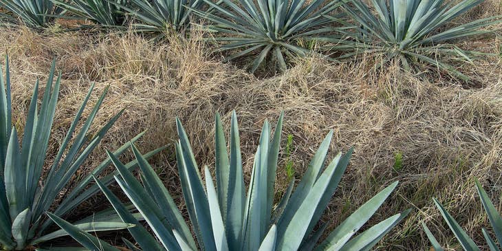 Plantío de agave azul en la región de Tequila, Jalisco.
