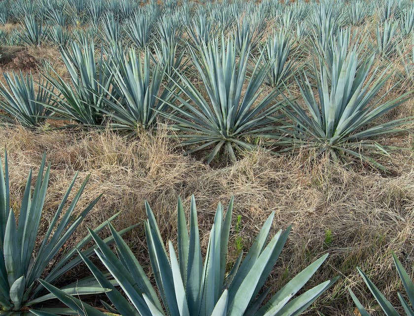 Plantío de agave azul en la región de Tequila, Jalisco.