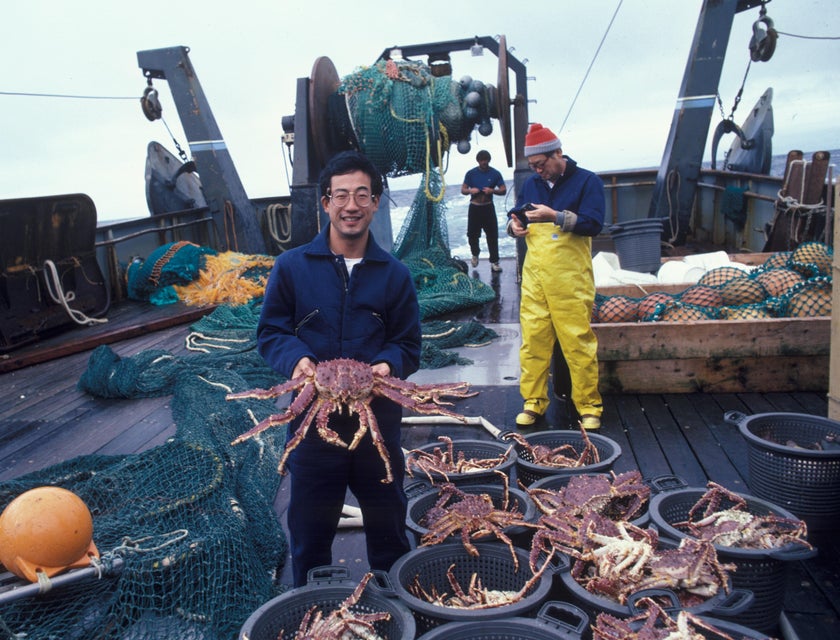Commercial Fisherman showing off a king crab on deck after sorting the day's catch.