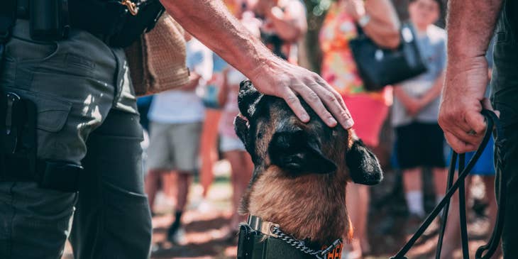 Dog Handler petting a K9 dog while the bystanders on the scene are looking on.
