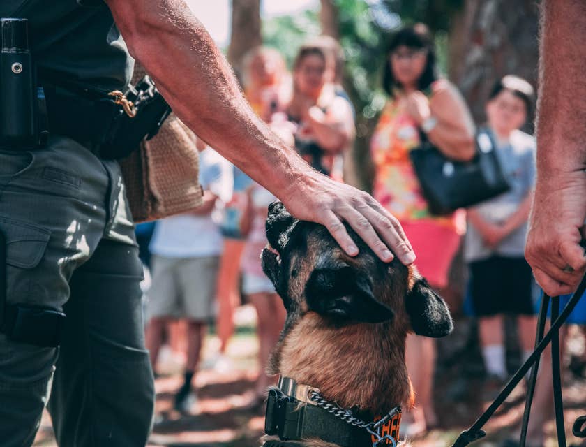 Dog Handler petting a K9 dog while the bystanders on the scene are looking on.