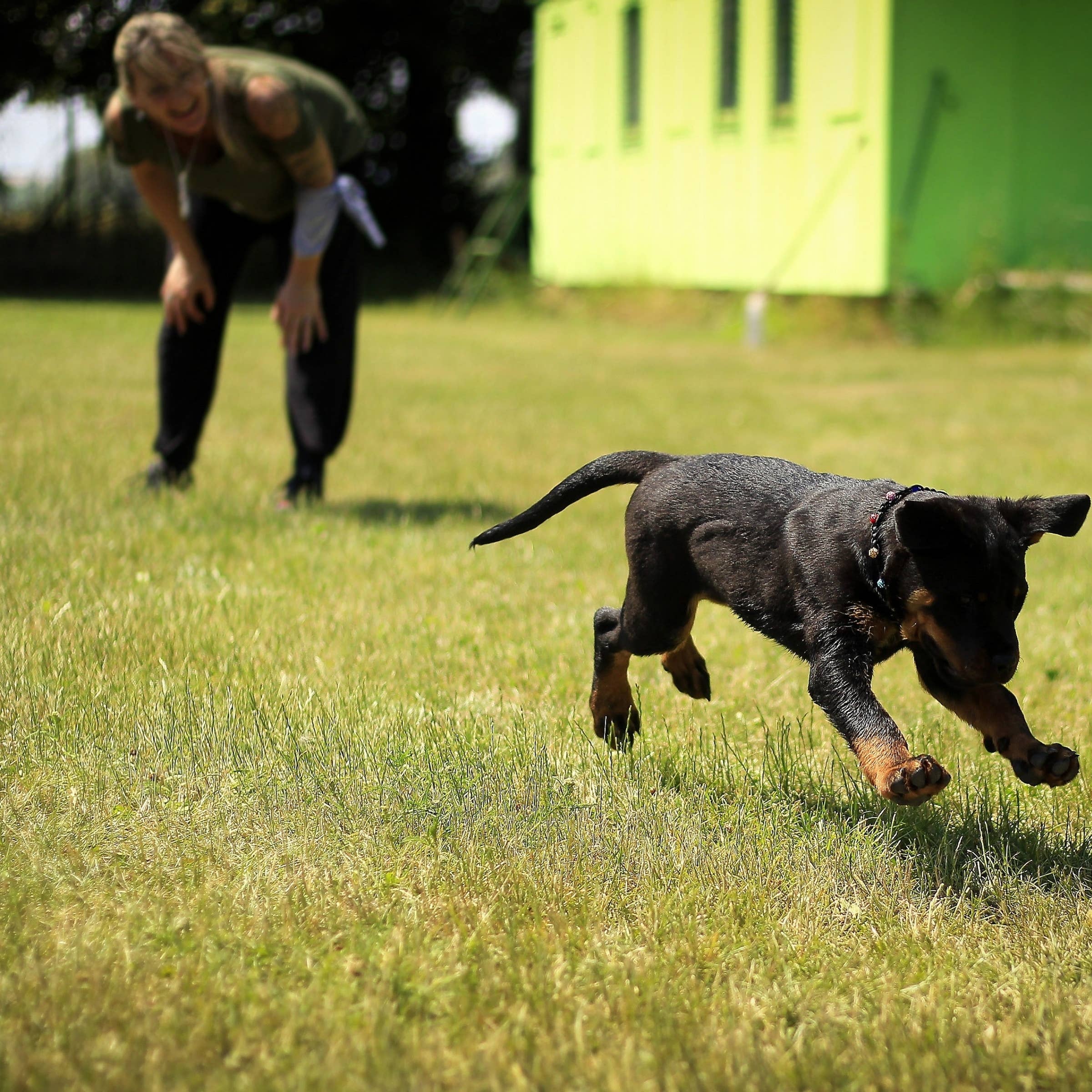 Dog Trainer Interview Questions
