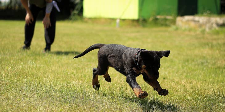 Dog Trainer looking on a running puppy while fetching something on the ground.