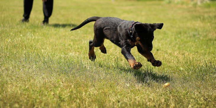 Dog Trainer looking on a running puppy while fetching something on the ground