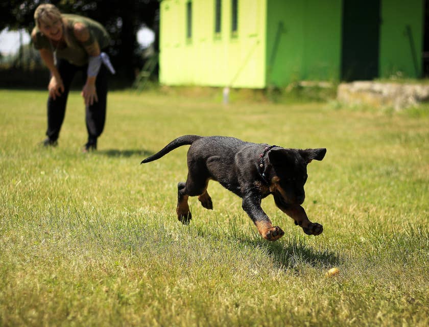 Dog Trainer looking on a running puppy while fetching something on the ground
