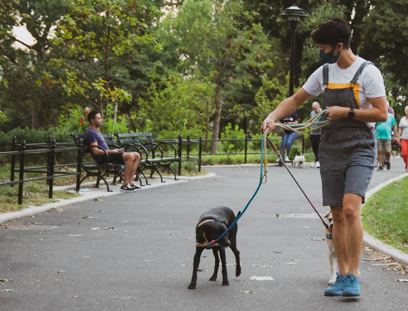 Dog Walker walking in the park while holding the leash and guiding two dogs
