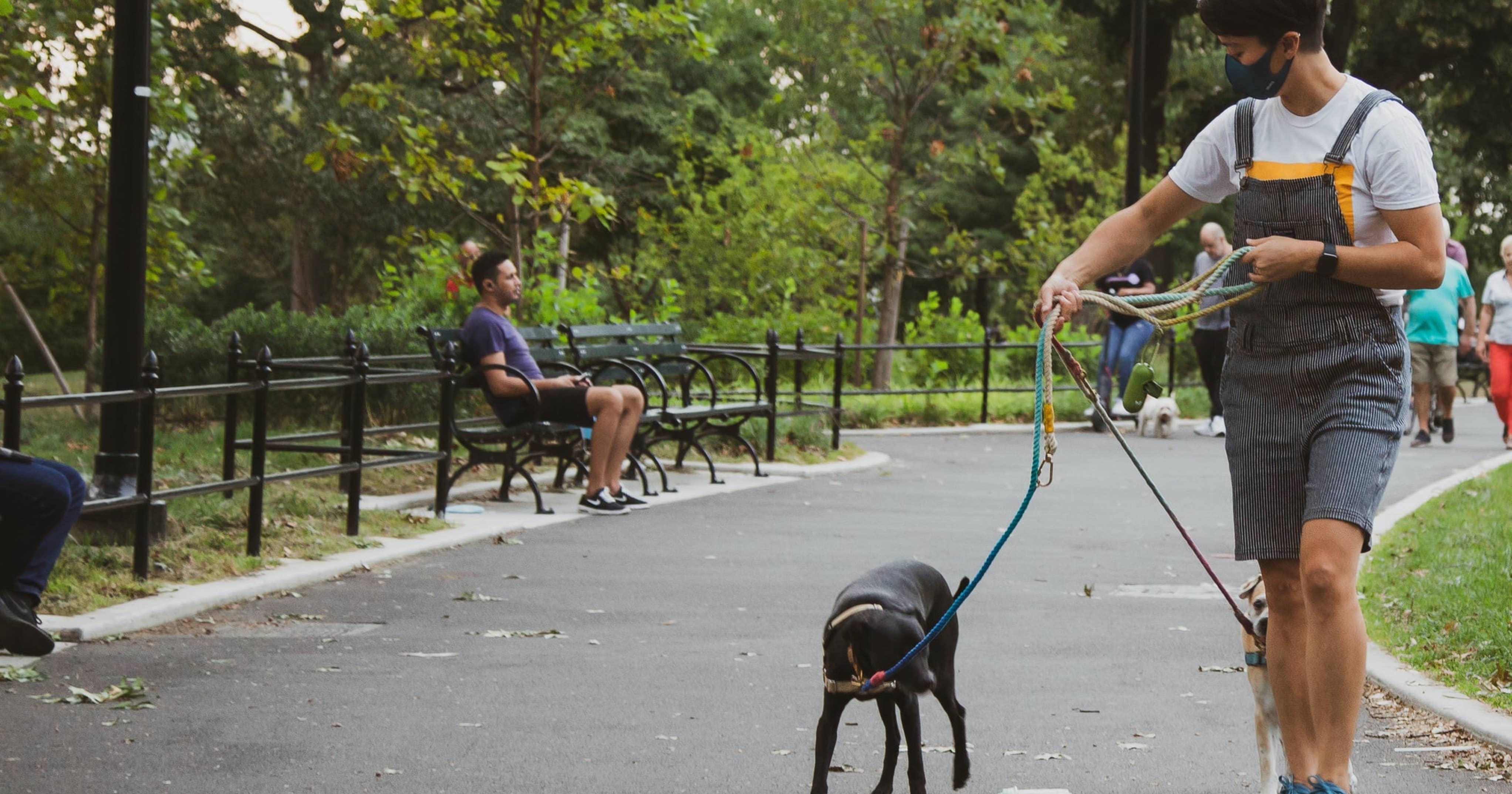 Do I Need A License To Be A Dog Walker