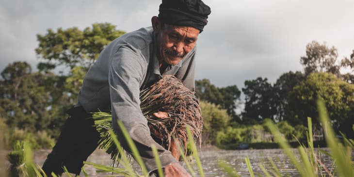 Farmer planting rice on the field.