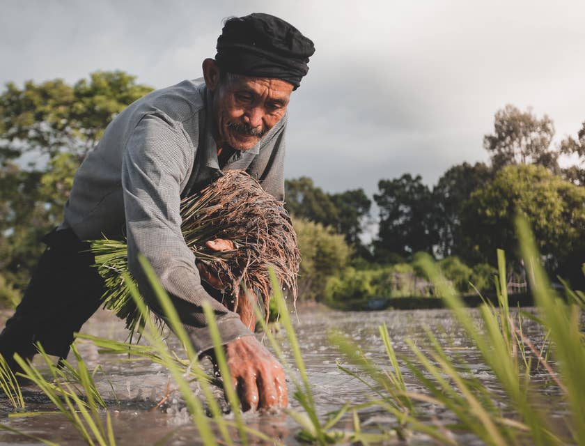 Farmer planting rice on the field.