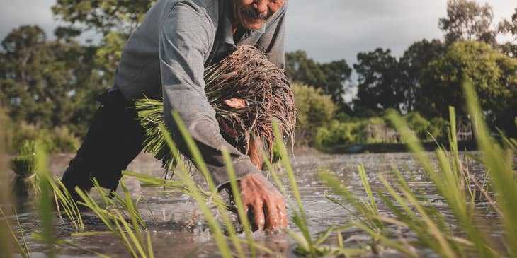 Farmer planting rice on the field