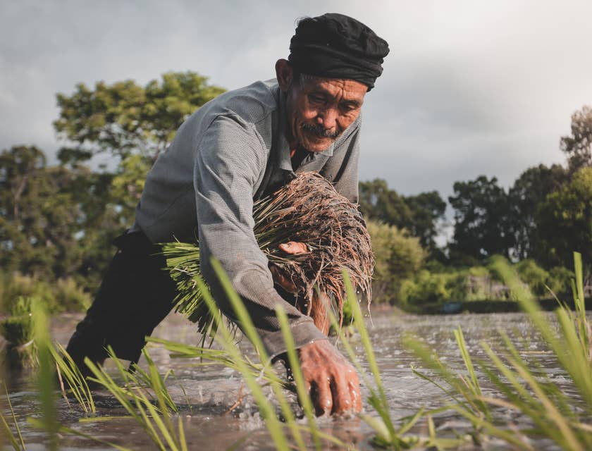 Farmer planting rice on the field