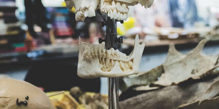 Forensic Anthropologist reconstructing a human skull.