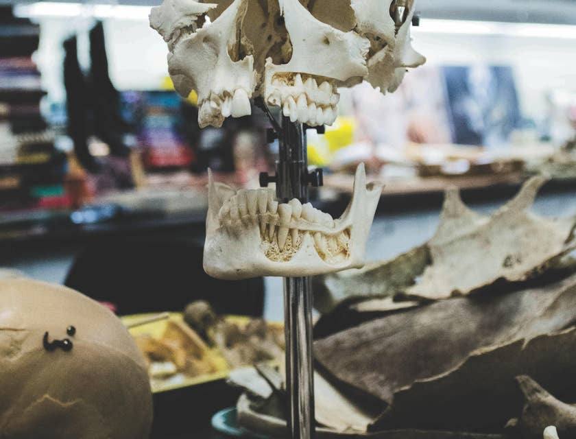 Forensic Anthropologist reconstructing a human skull.