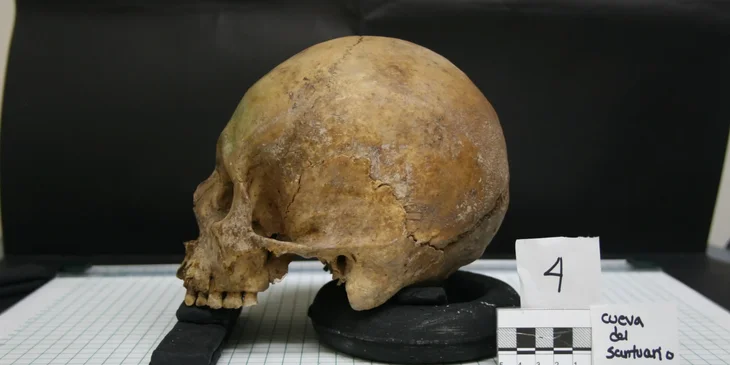 A photo of a skull submitted by a forensic anthropologist for evidence.