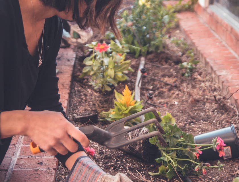 Gardener planting a flower in a plant box