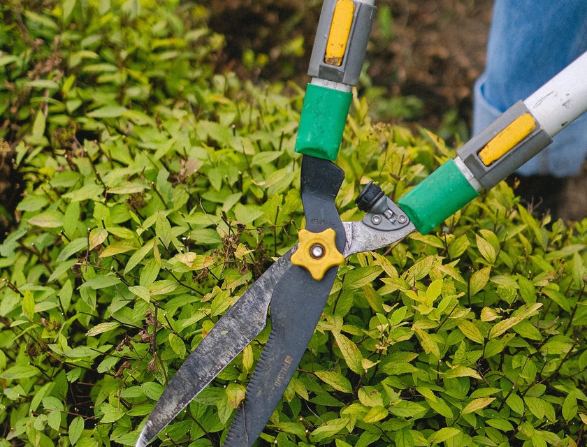 Groundskeeper trimming a shrub with garden shears
