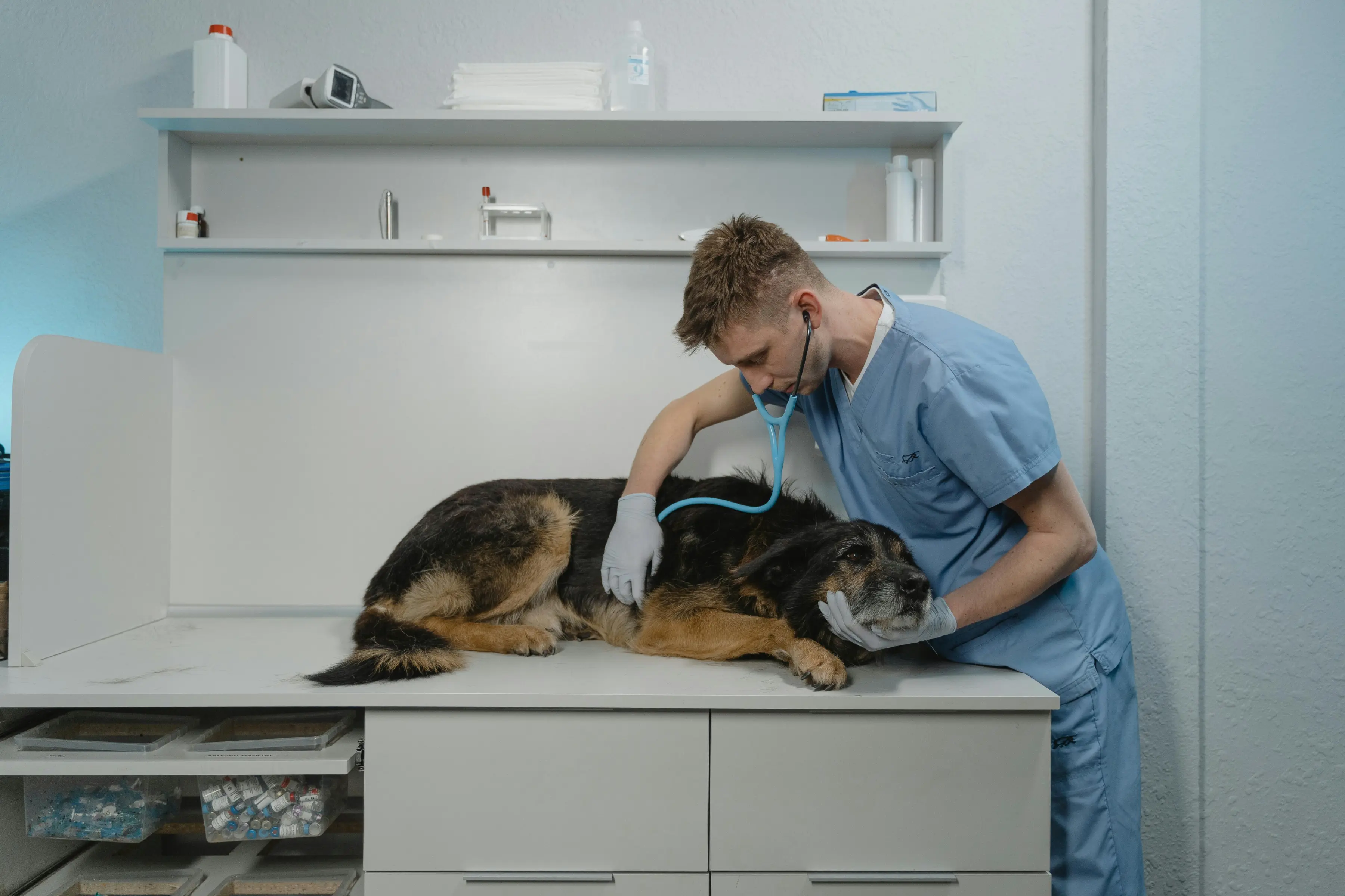 How to Hire a Veterinarian