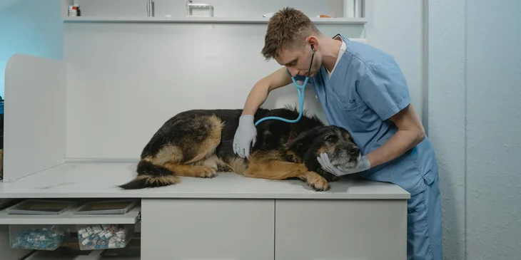 A veterinarian checking on a senior dog.