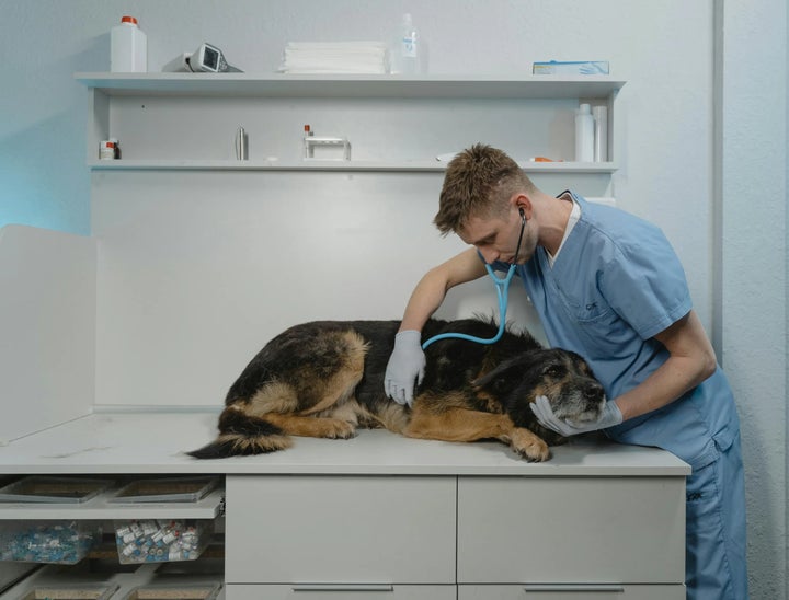 How to Hire a Veterinarian